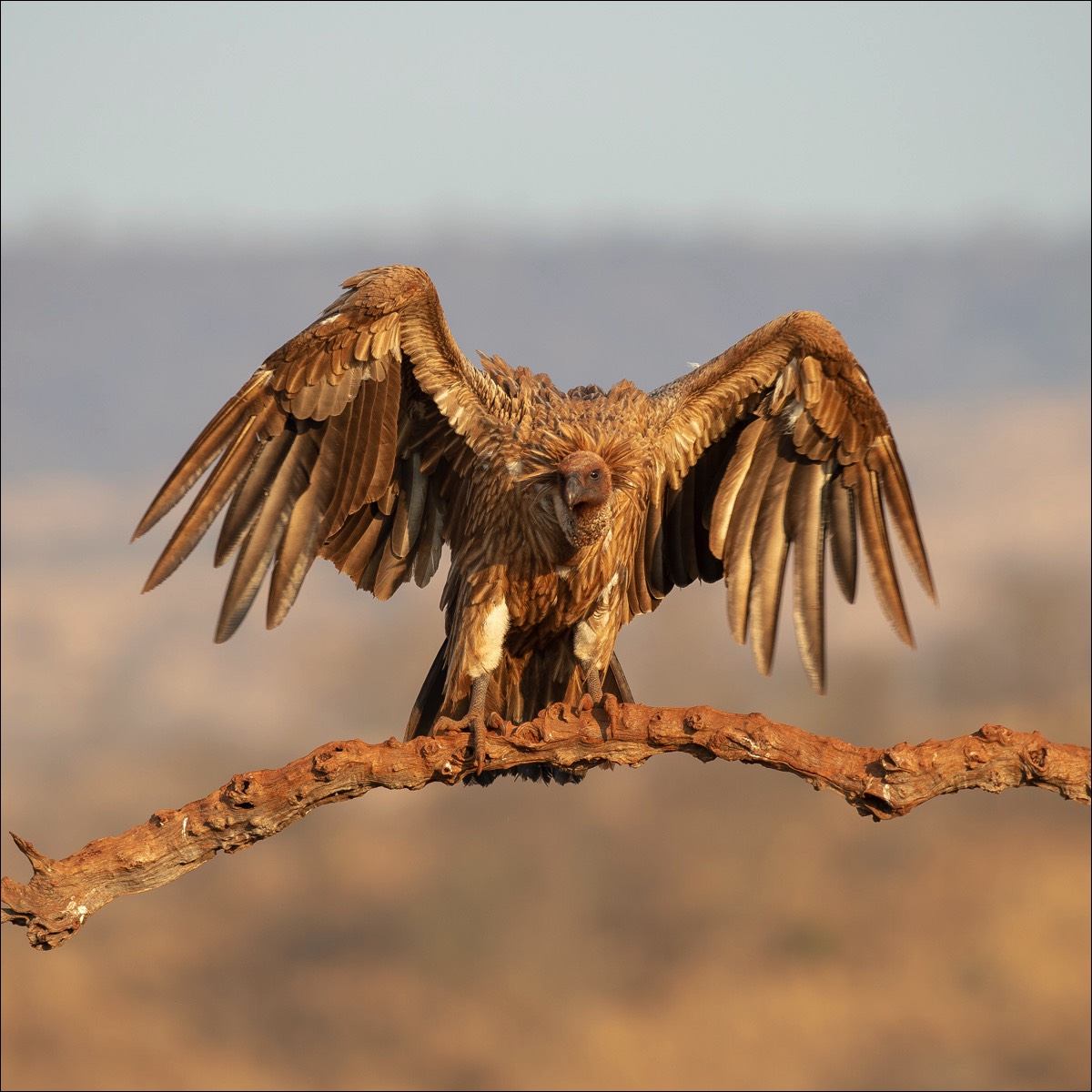 Whitebacked Vulture (Witruggier)
