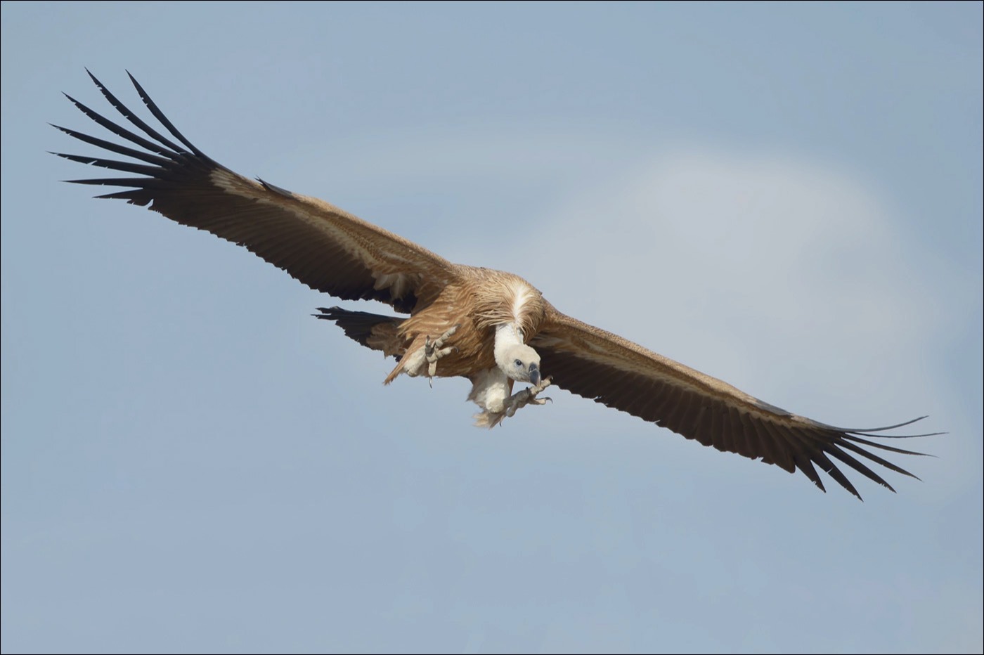 Griffin Vulture (Vale Gier)