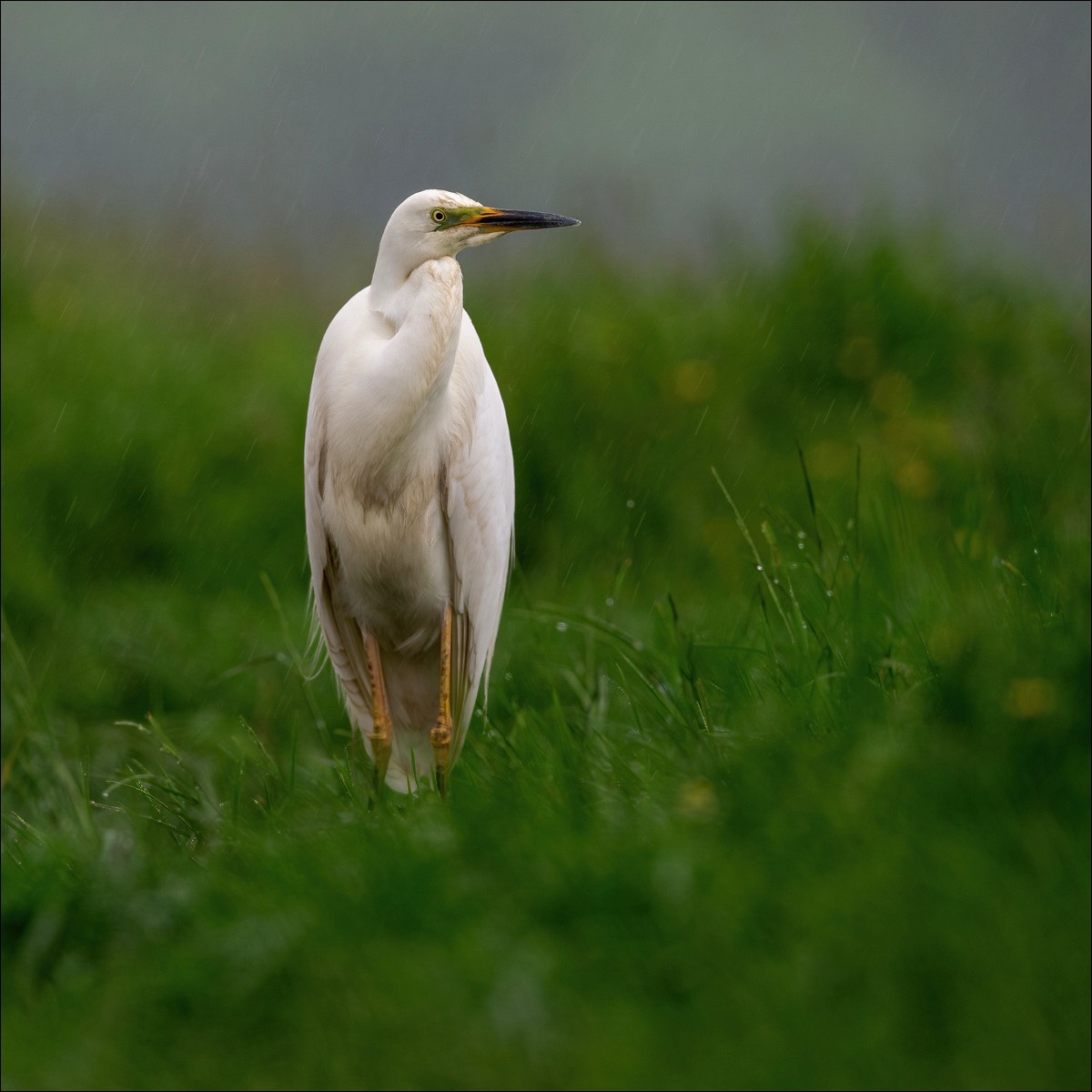 Great White Egret (grote Zilverreiger)