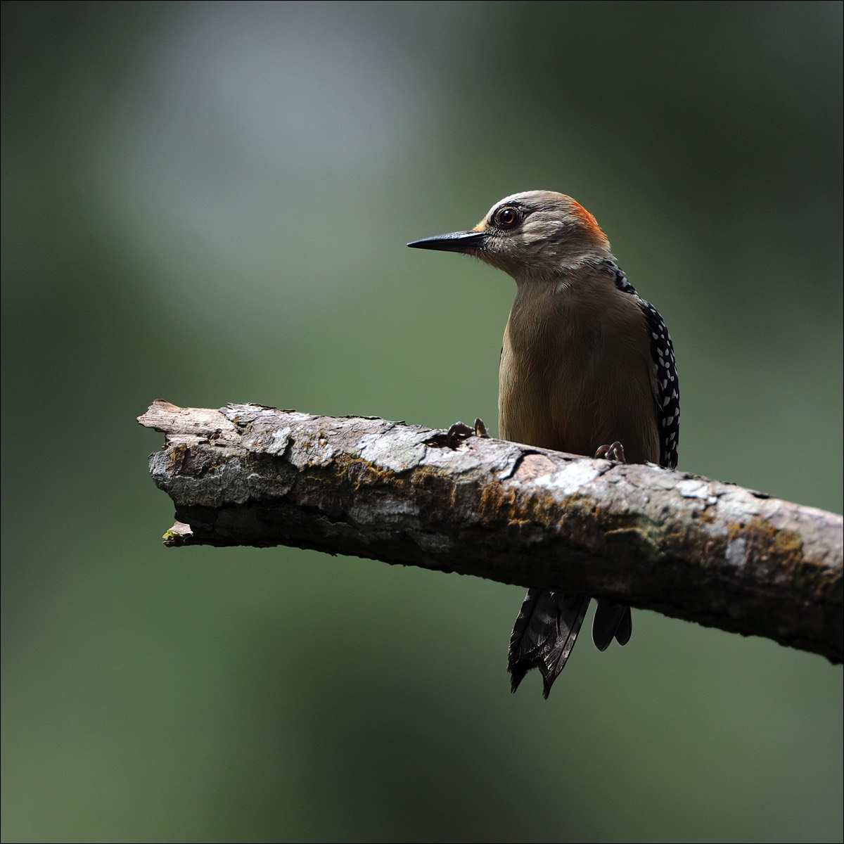 Red-crowned Woodpecker (Roodkruinspecht)
