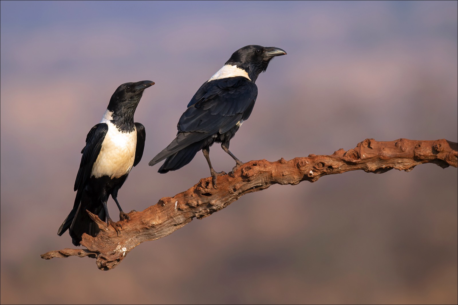 Pied Crow (Schildraaf)