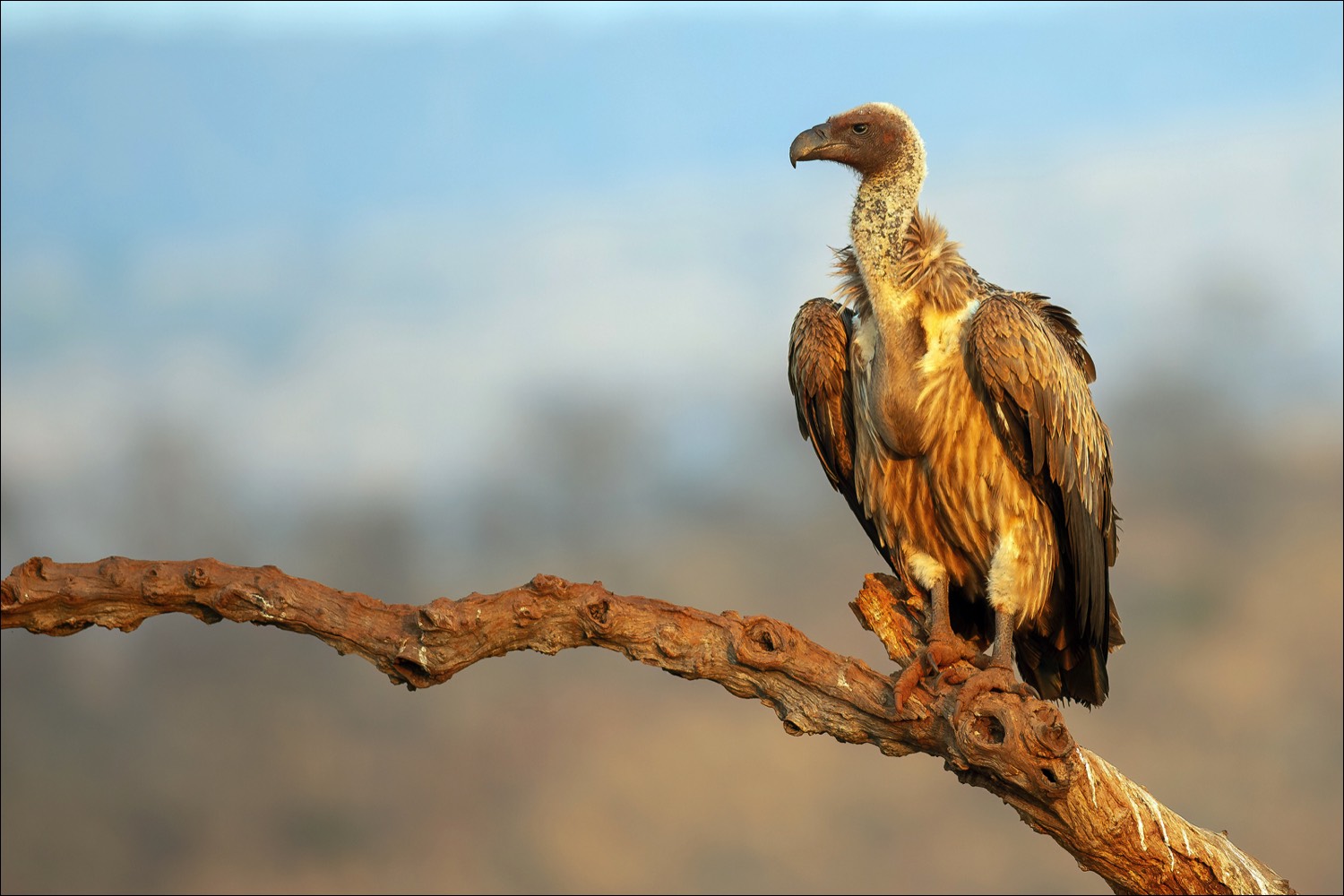 White-backed Vulture (Witruggier)