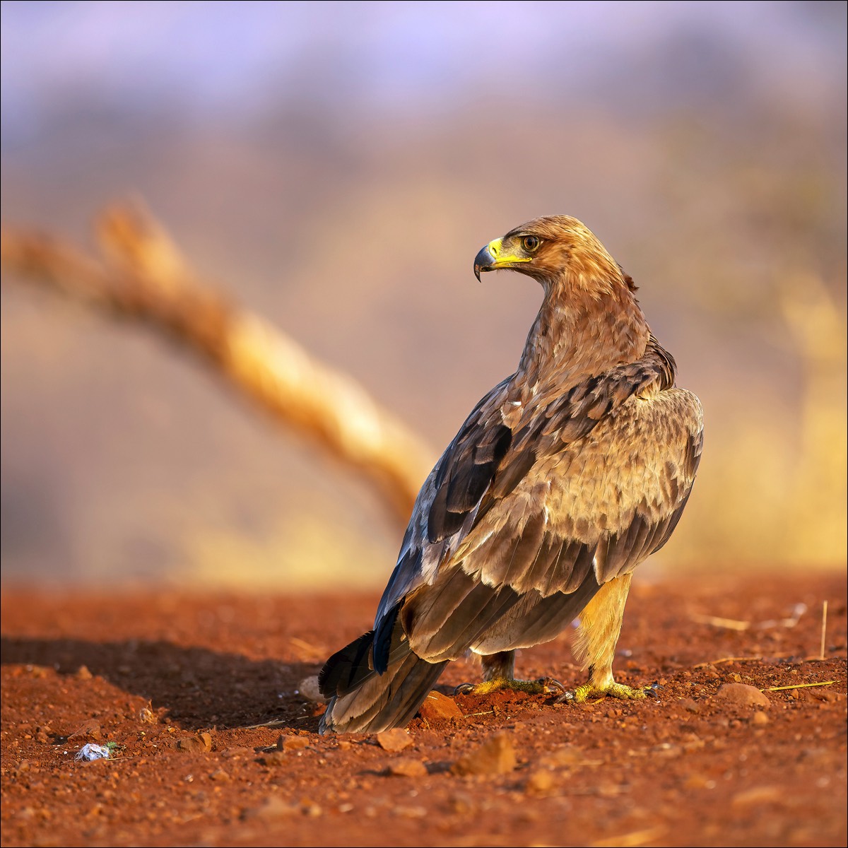 Tawny eagle (Savanne Arend)