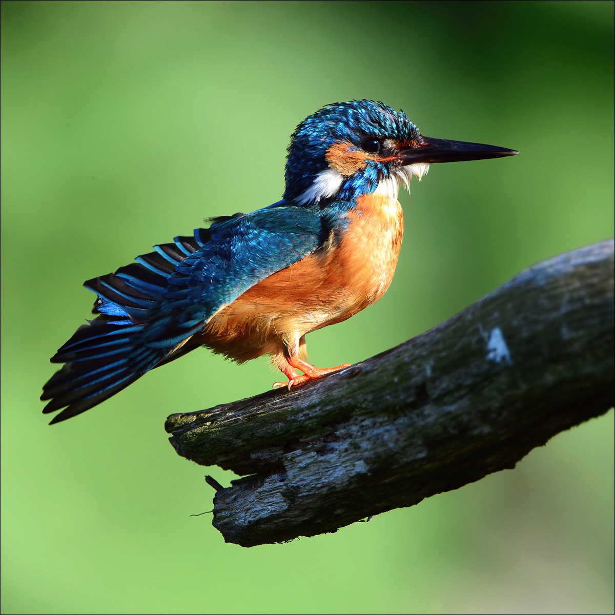 Common Kingfisher (Ijsvogel)