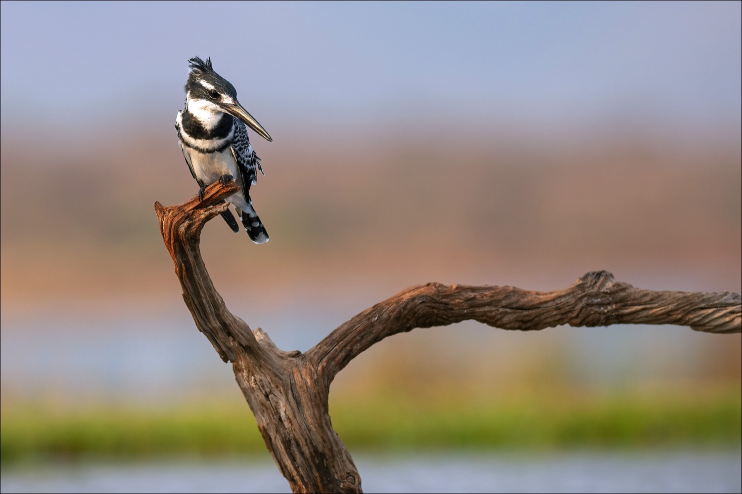 Pied Kingfisher (Bonte ijsvogel)