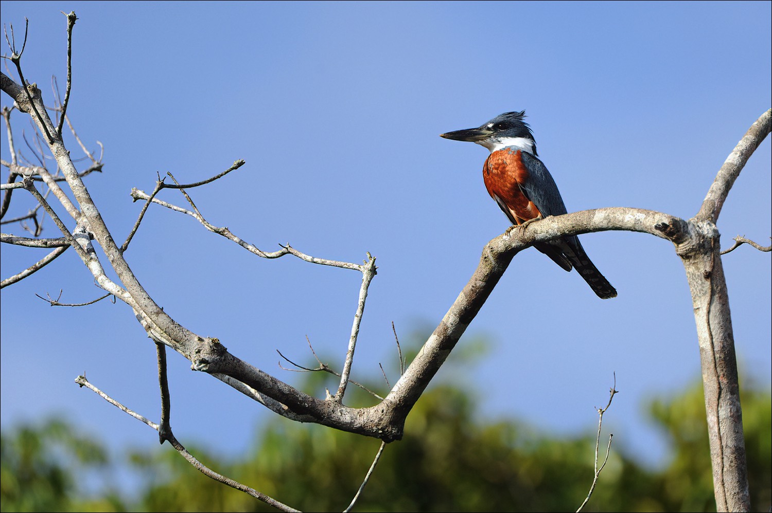 Ringed kingfisher (Amerikaanse Reuzenijsvogel)