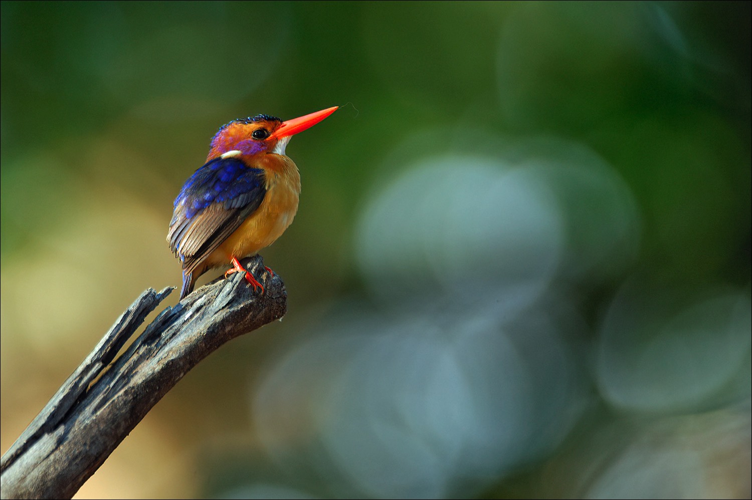 African Pygmy-kingfisher (Afrikaanse Dwerg-ijsvogel-