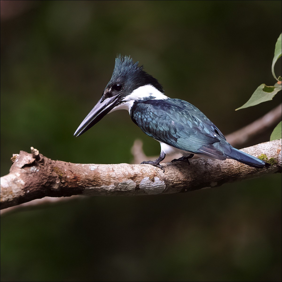 Amazon Kingfisher (Amazone Ijsvogel)