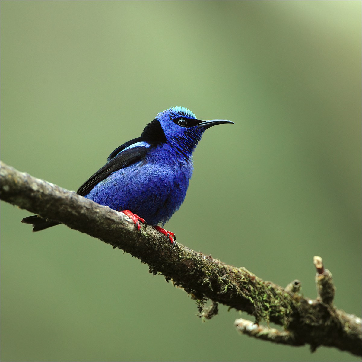 Red-legged Honeucreeper (Blauwe Suikervogel)