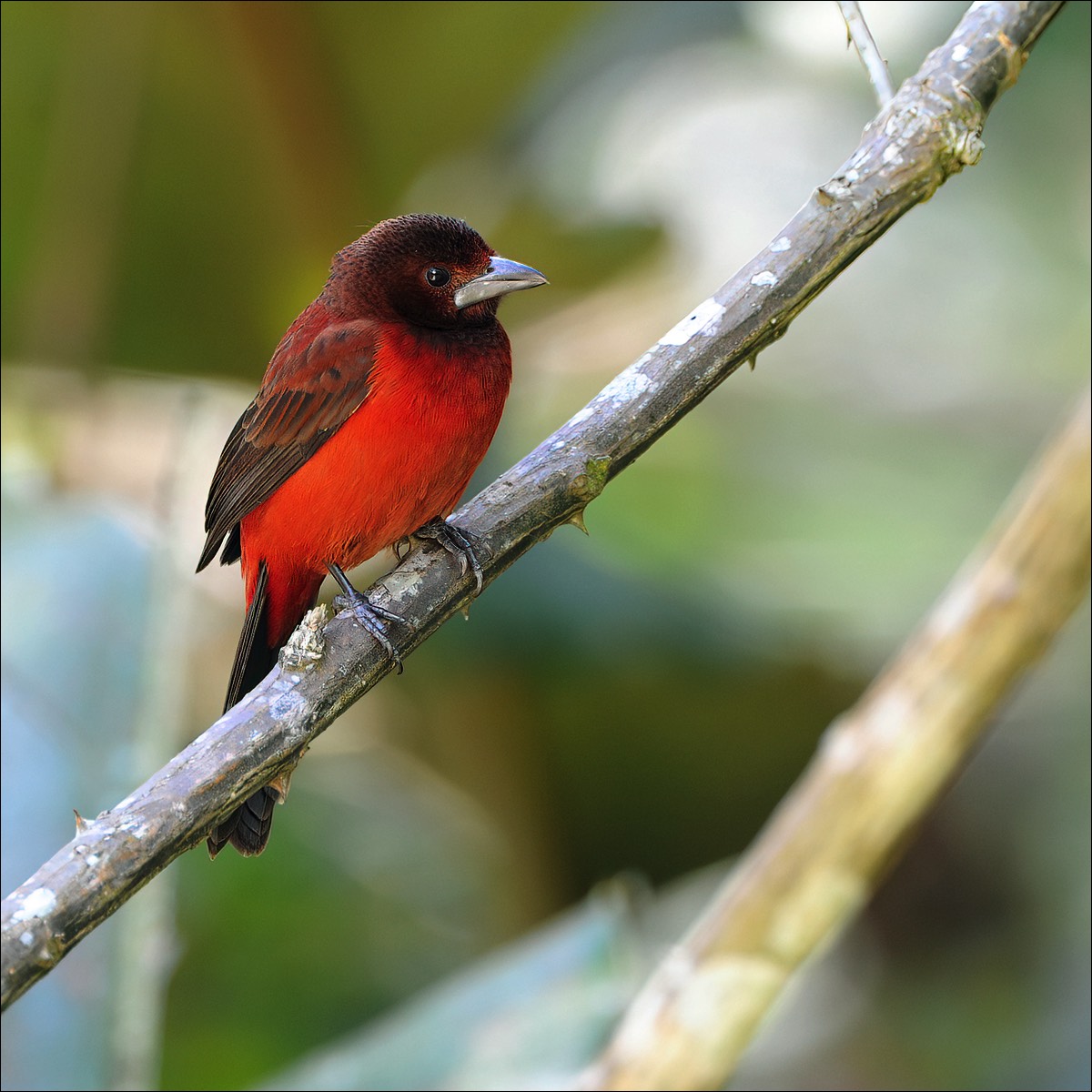 Crimson-backed tanager (Roodbuik-tangare)