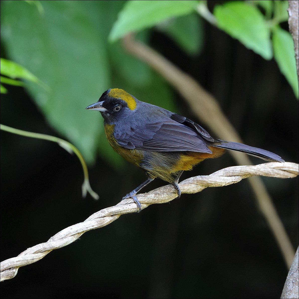 Dusky-faced Tanager (Roetmaskertangare)