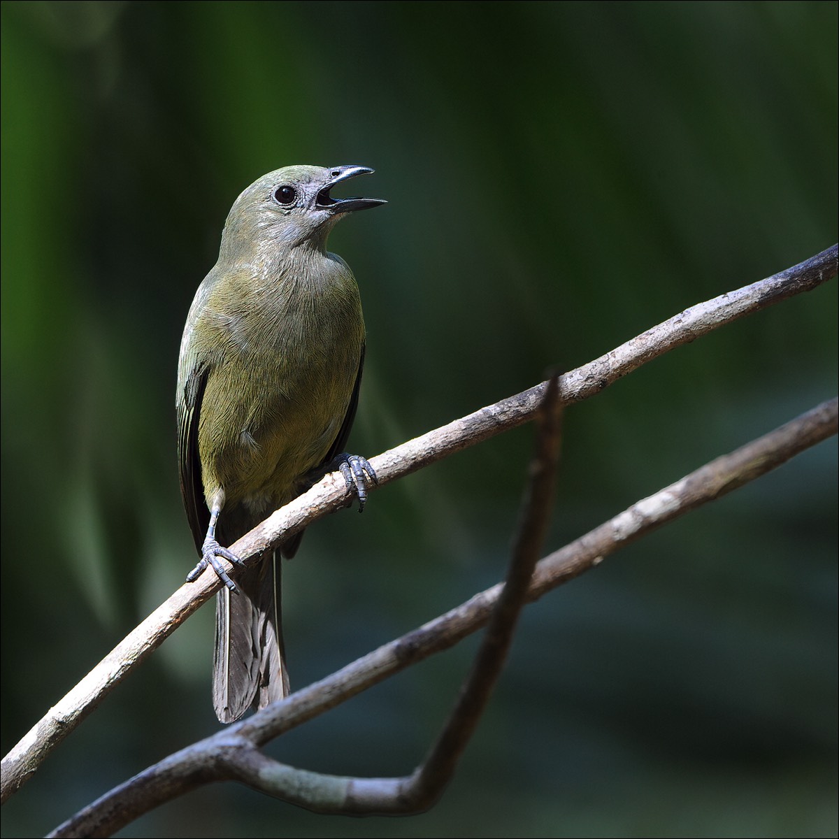 Palm Tanager (Palm Tangare)