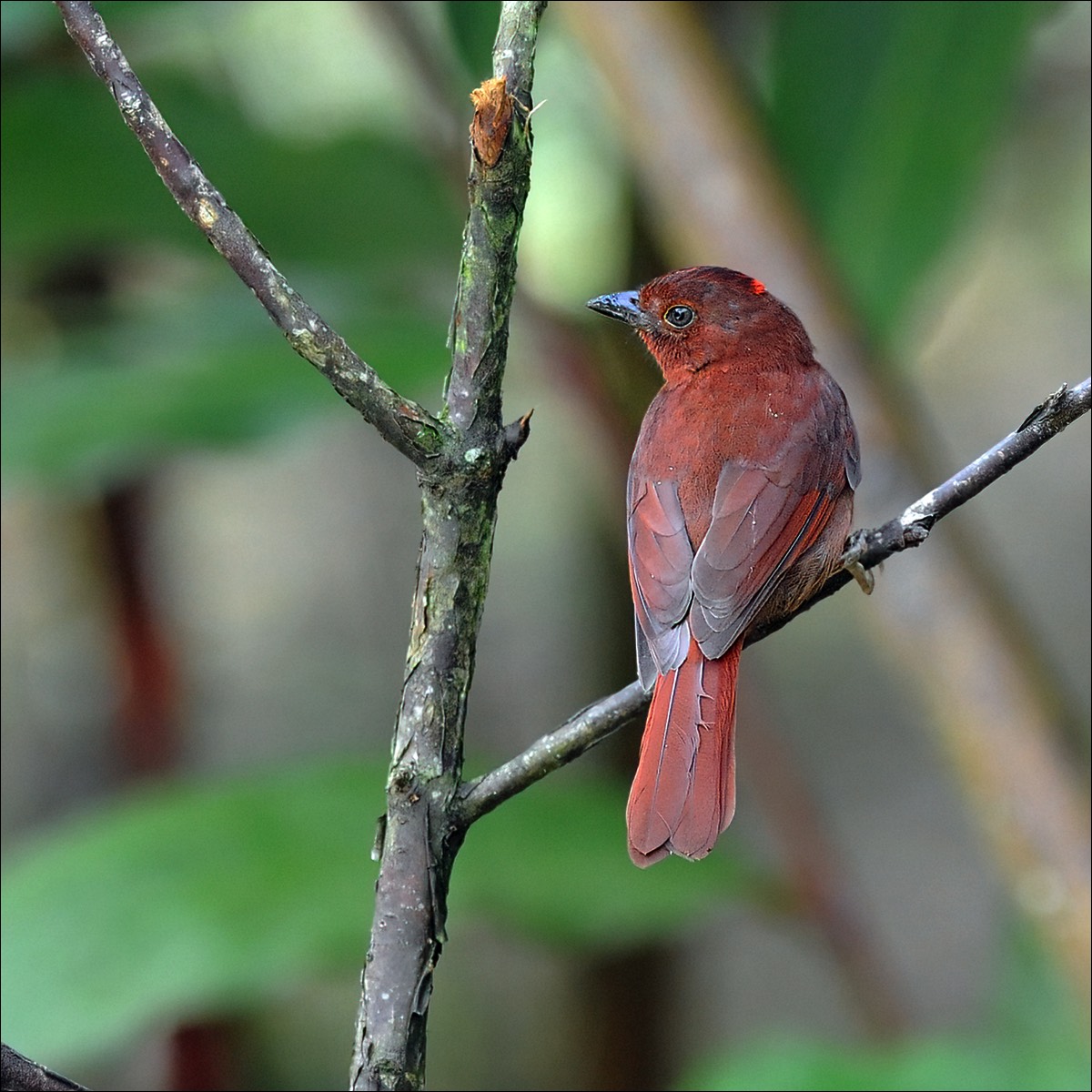 Red-crowned Ant-tanager (Rode Miertangare)