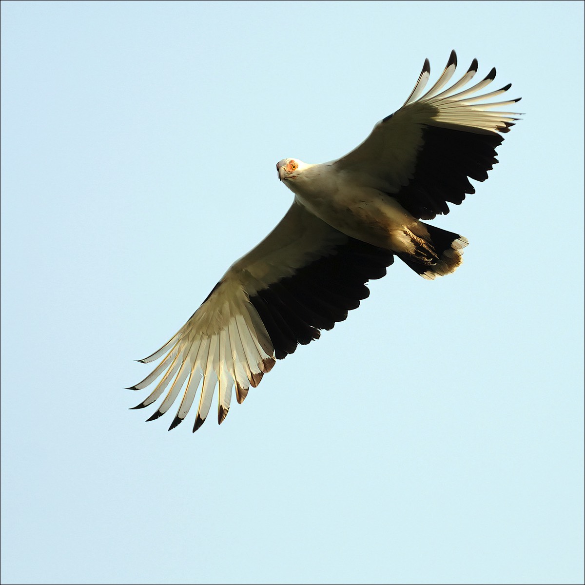 Palm Vulture (Palmgier)