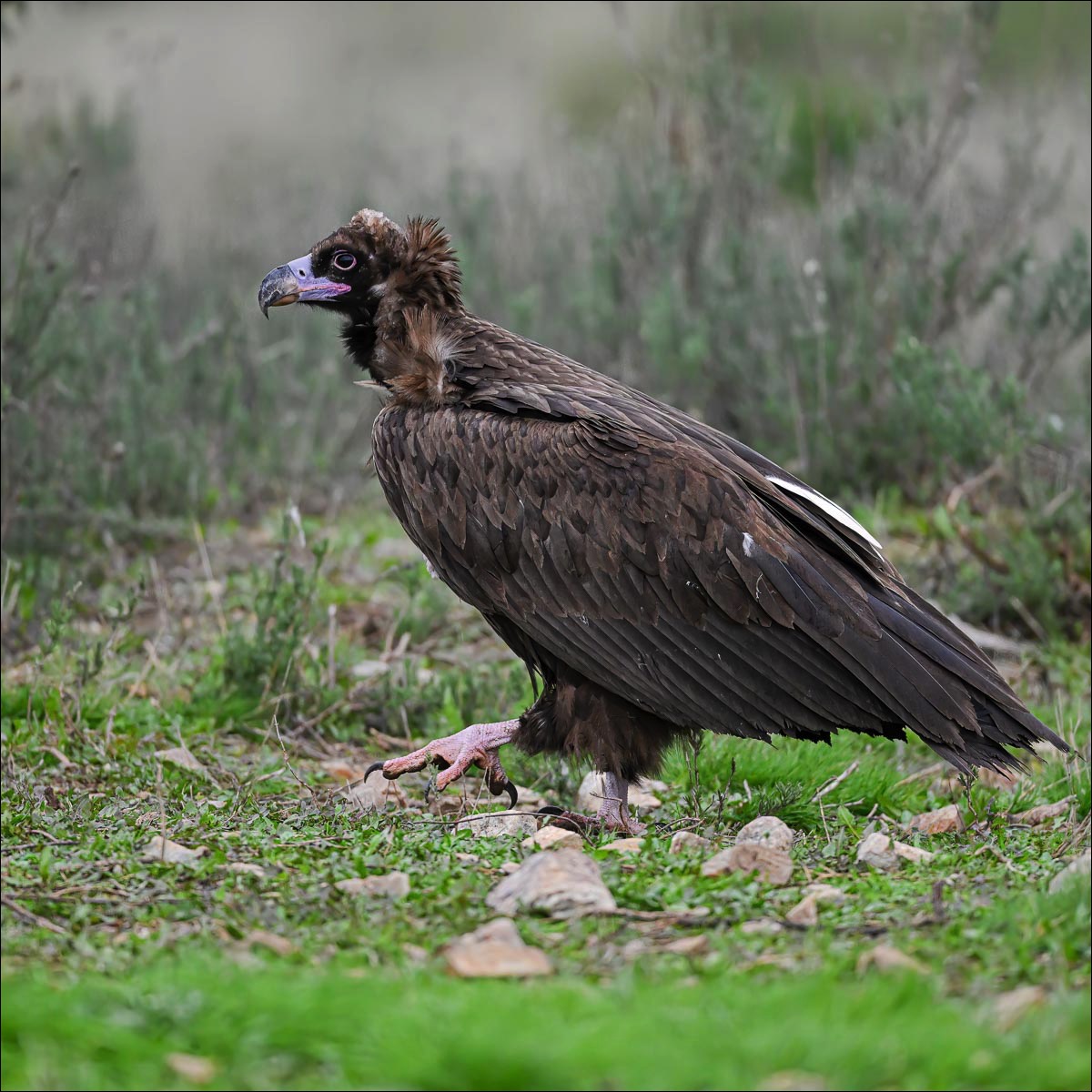 Cinereous Vulturee (Monniksgier)