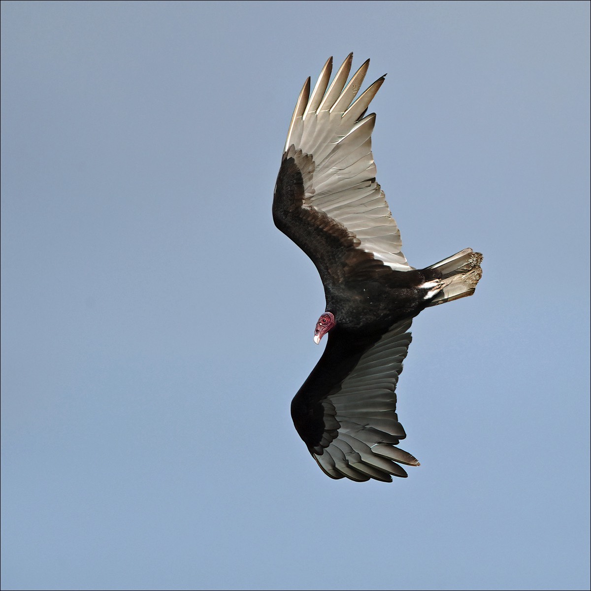 Turkey Vulture (Kalkoengier)