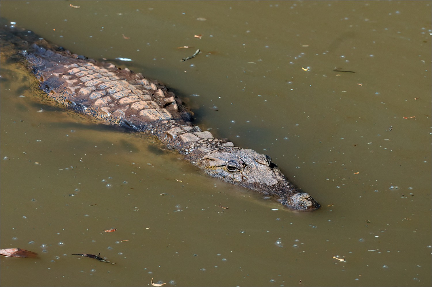 Nile crocodile (Nijlkrokodil)