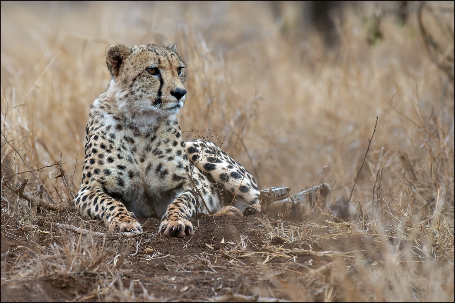 Cheetah (Jachtluipaard)