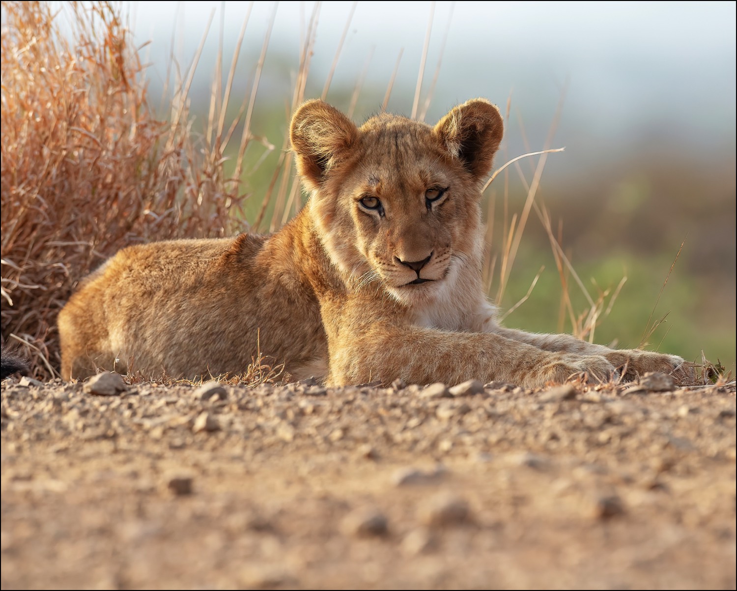 Lion Cub (Leeuwenjong)