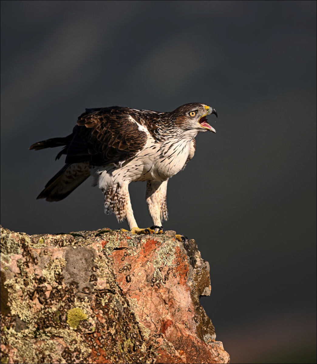 Bonellis Eagle (Havikarend)