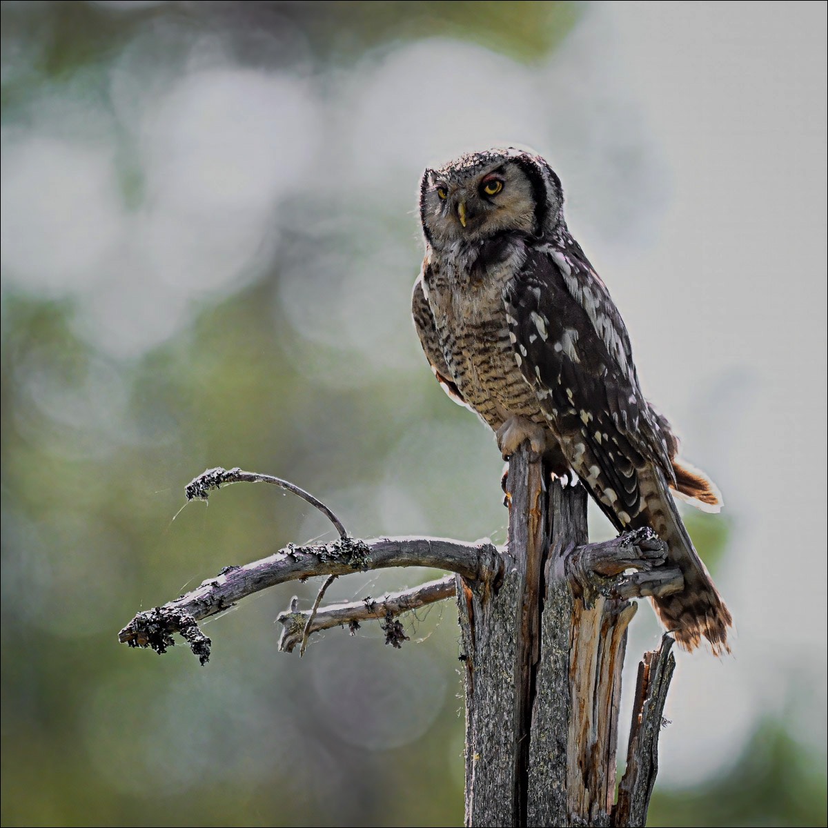 Northern Hawk-Owl (Sperweruil) - Kuhmo (Finland) - 27/06/23