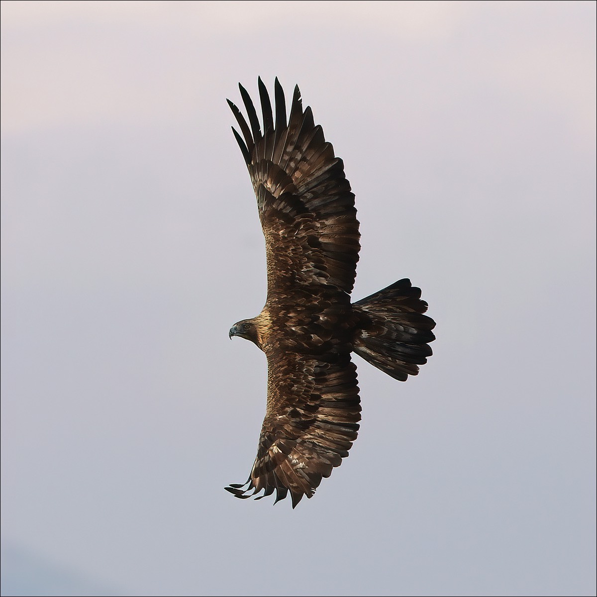 Golden Eagle (Steenarend)