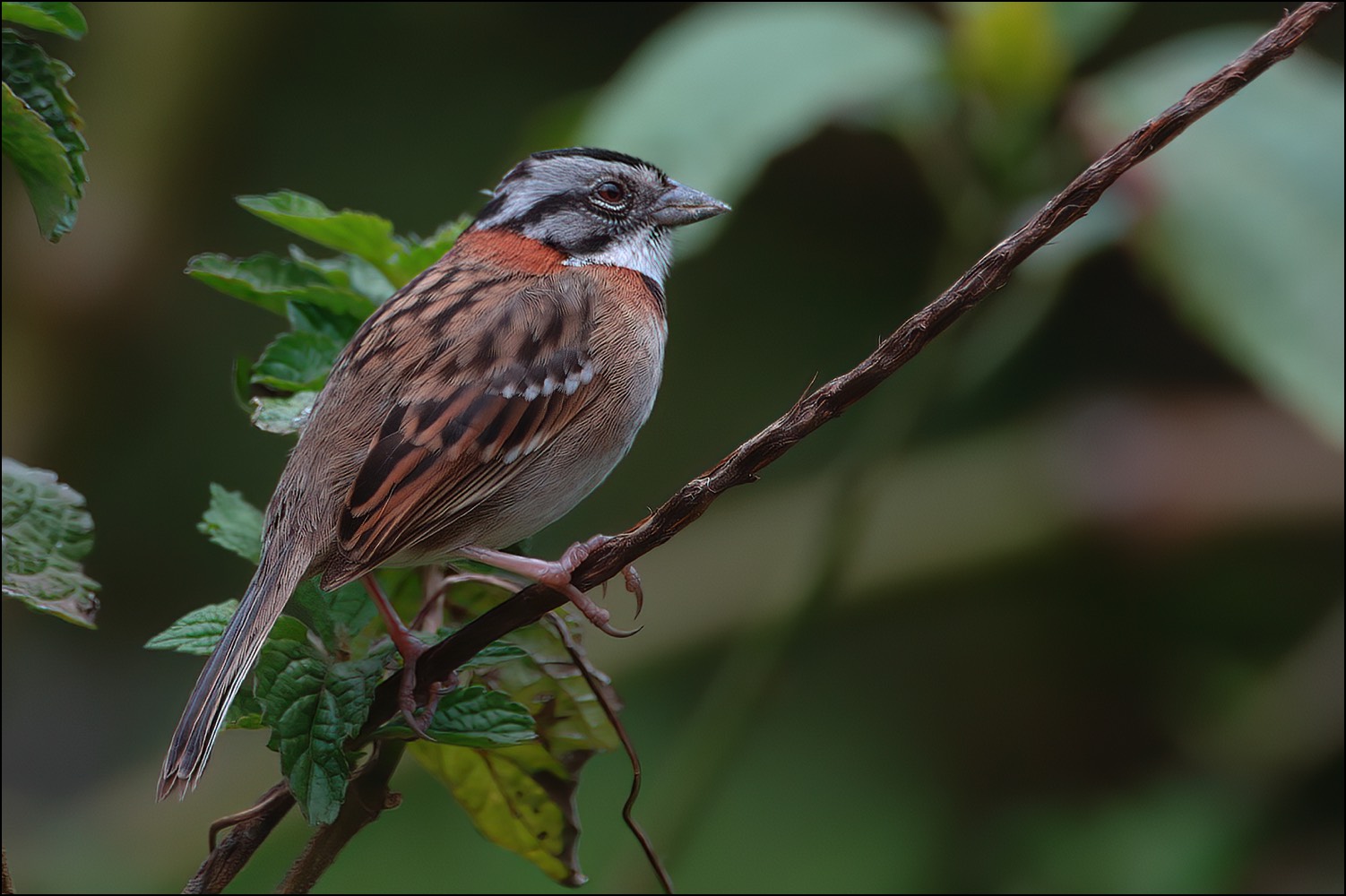 Rufous-collared Sparrow (Roodkraaggors)