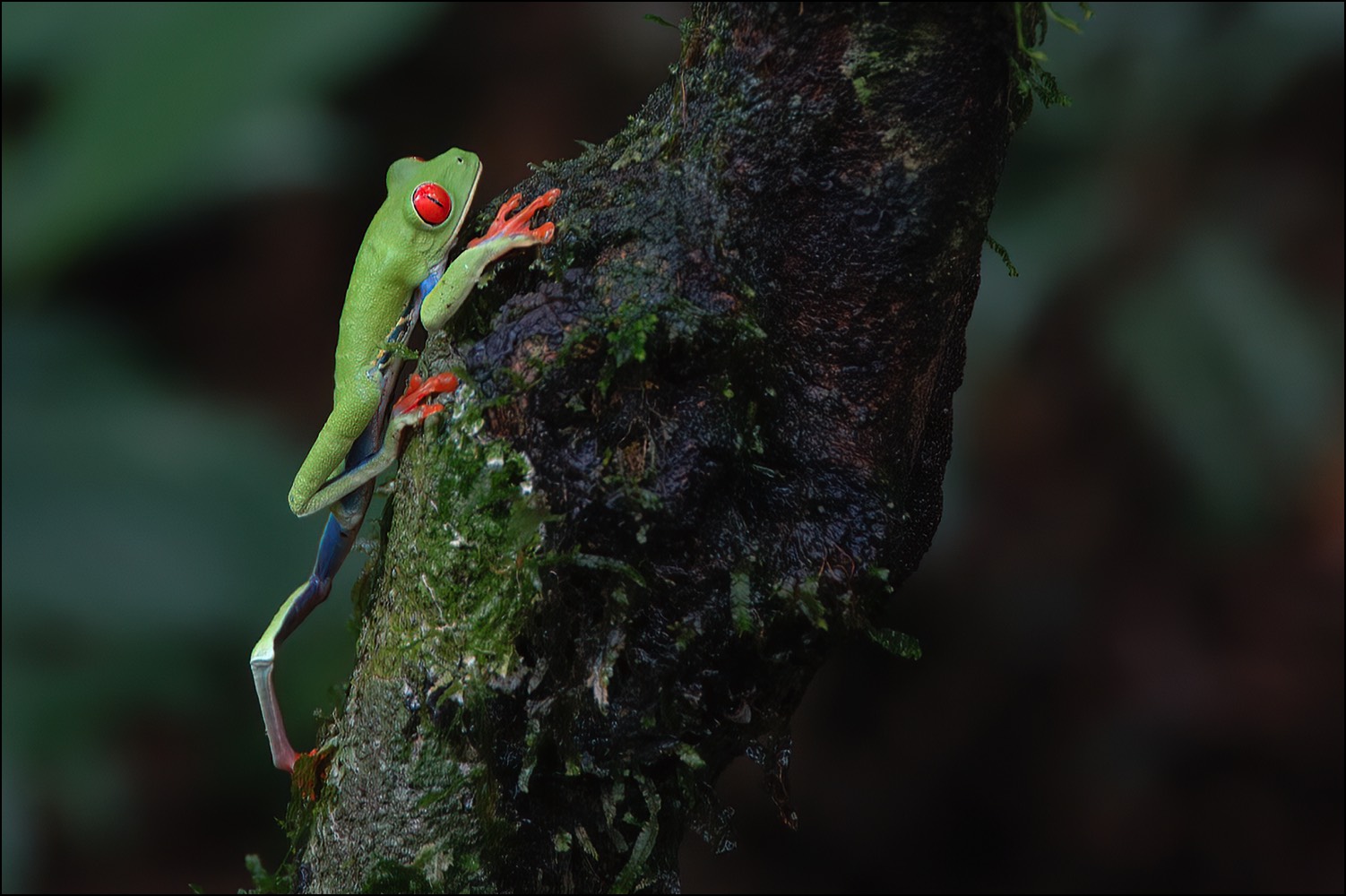 Red-eyed Treefrog (Roodoog-Makikikker)