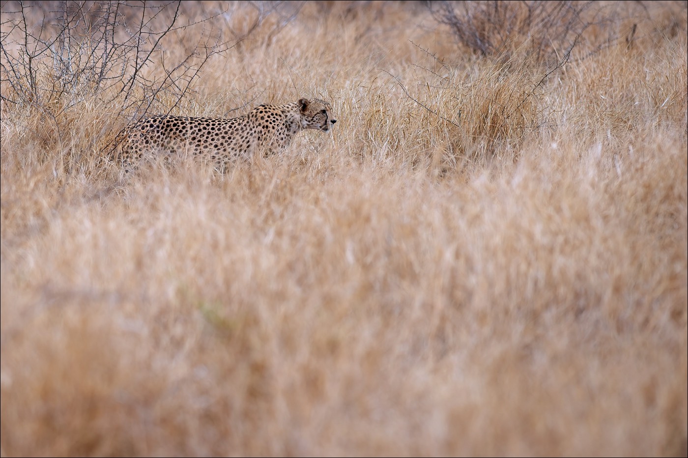 Cheetah (Jachtluipaard)
