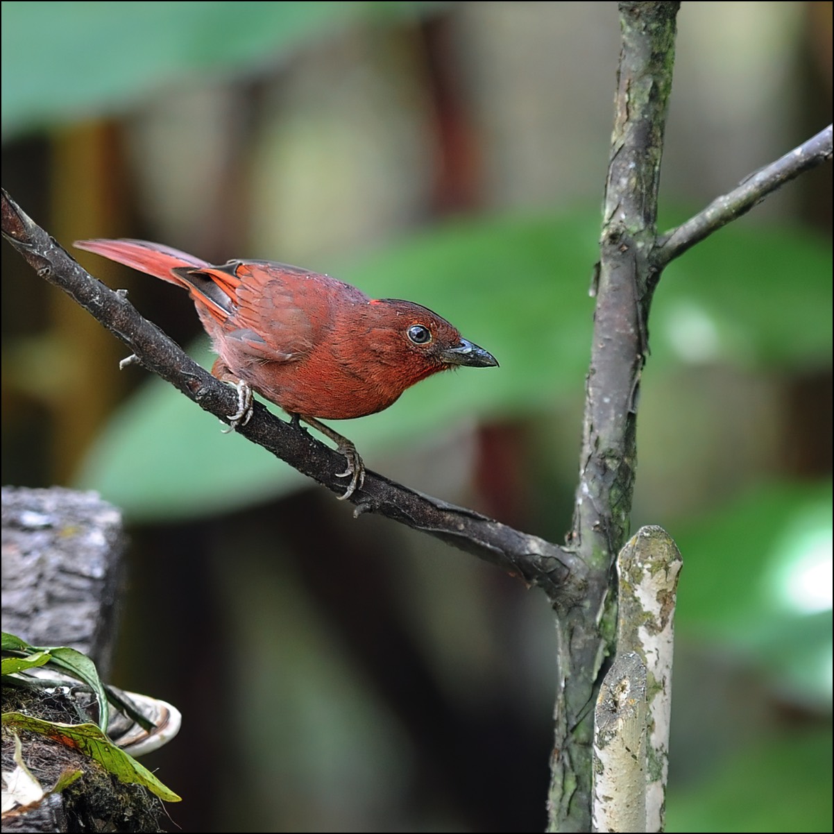 Red)crowned Ant-tanager (Rode Mier-tangare)