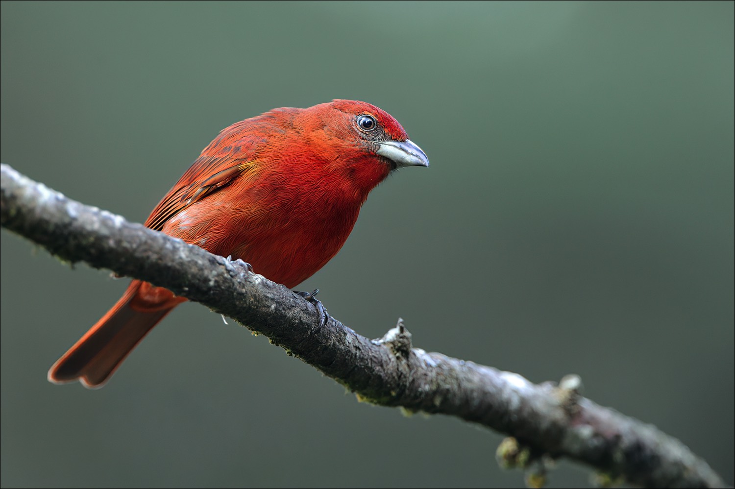 Hepatic Tanager (Levertangare)