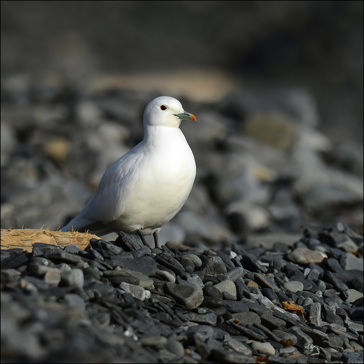 Ivory Gull (Ivoormeeuw)