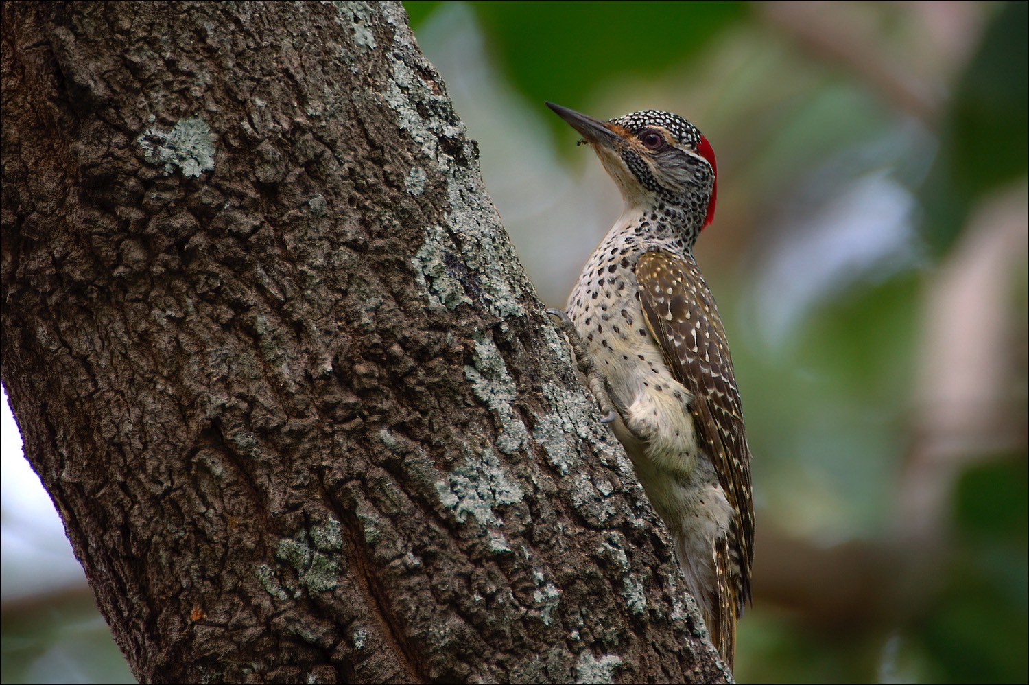 Nubian Woodpecker (Nubische Specht)
