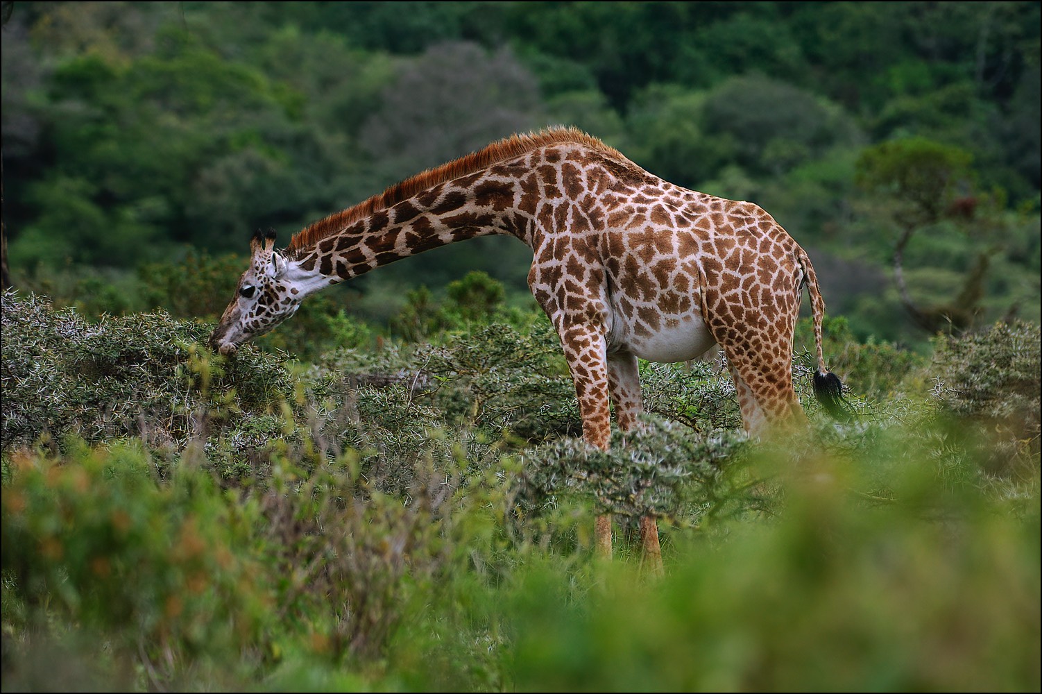 Girafe (Giraf)