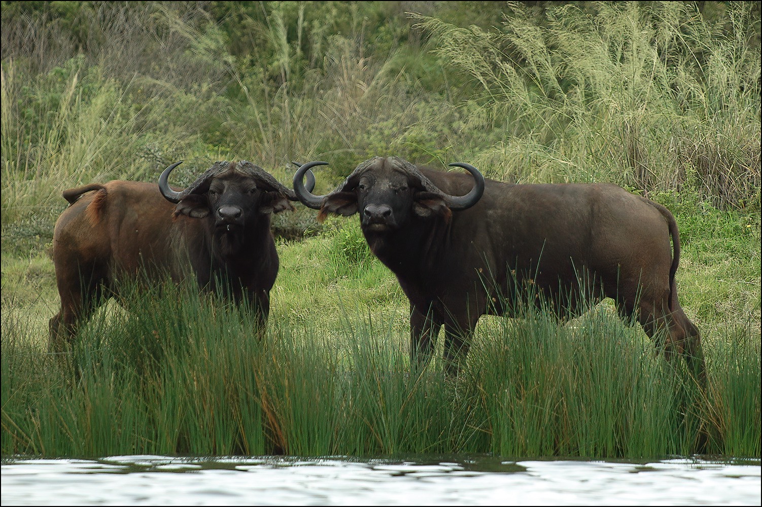 African Buffalo (Buffel)