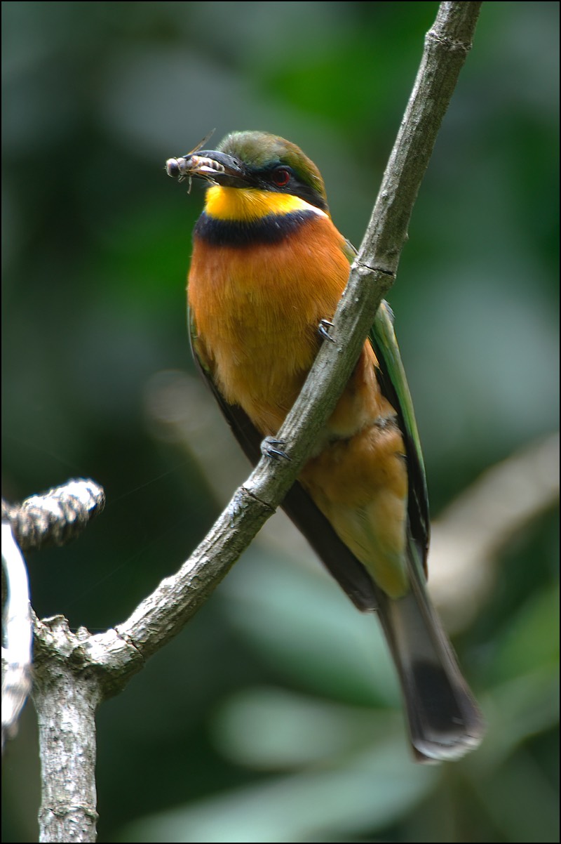 Cinnamon-chested Bee-eater (Bergbijeneter)