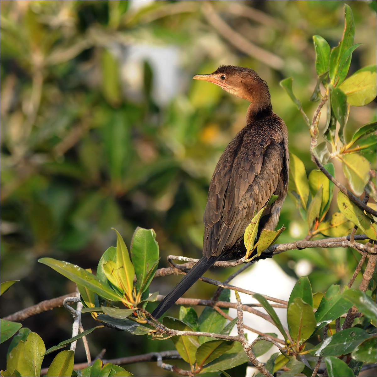 Lopng-tailed Cormorant (Afrikaanse Dwergaalscholver)