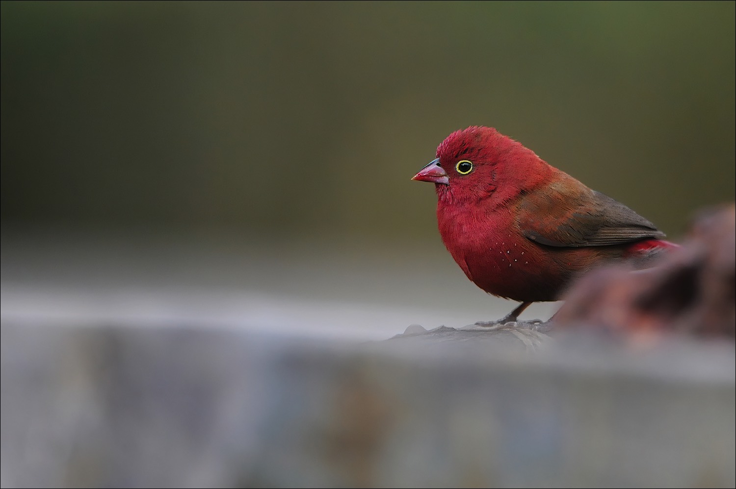 Red-billed Firefinch (Roodsnavelvuurvink)