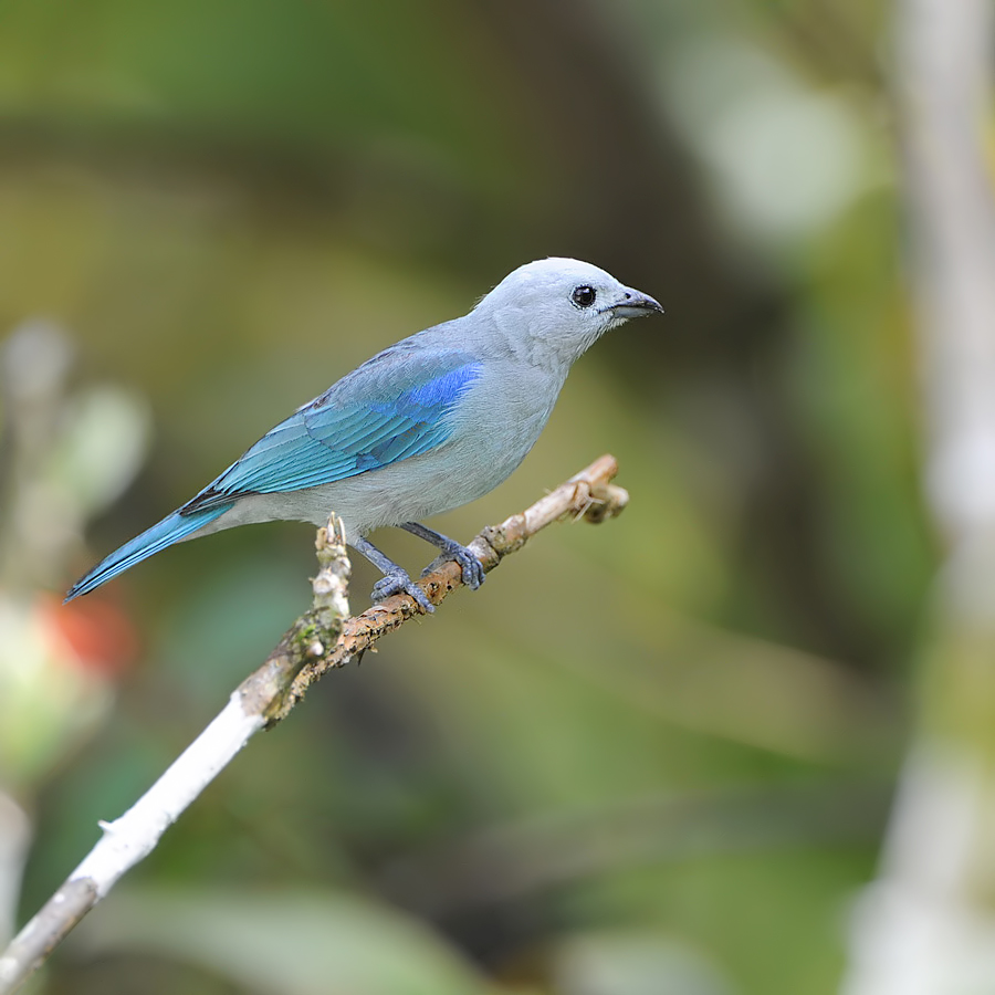 Blue-gray Tanager (Bisschops-tangare)