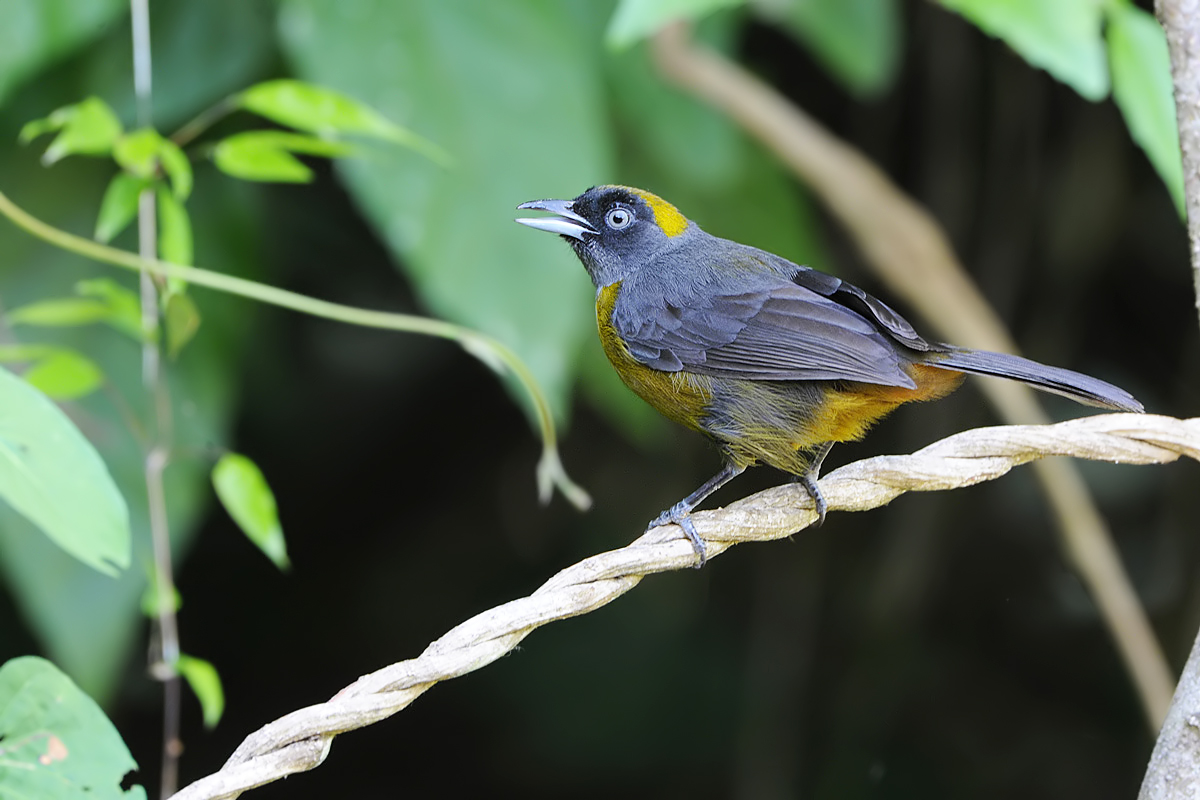 Dusky-faced Tanager (Roetmasker-tangare)
