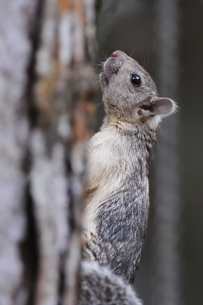 Variegated Squirrel (Grote Gevlekte Boomeekhoorn)