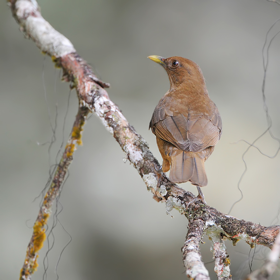 Clay-collared Thrush (Gray-lijster)