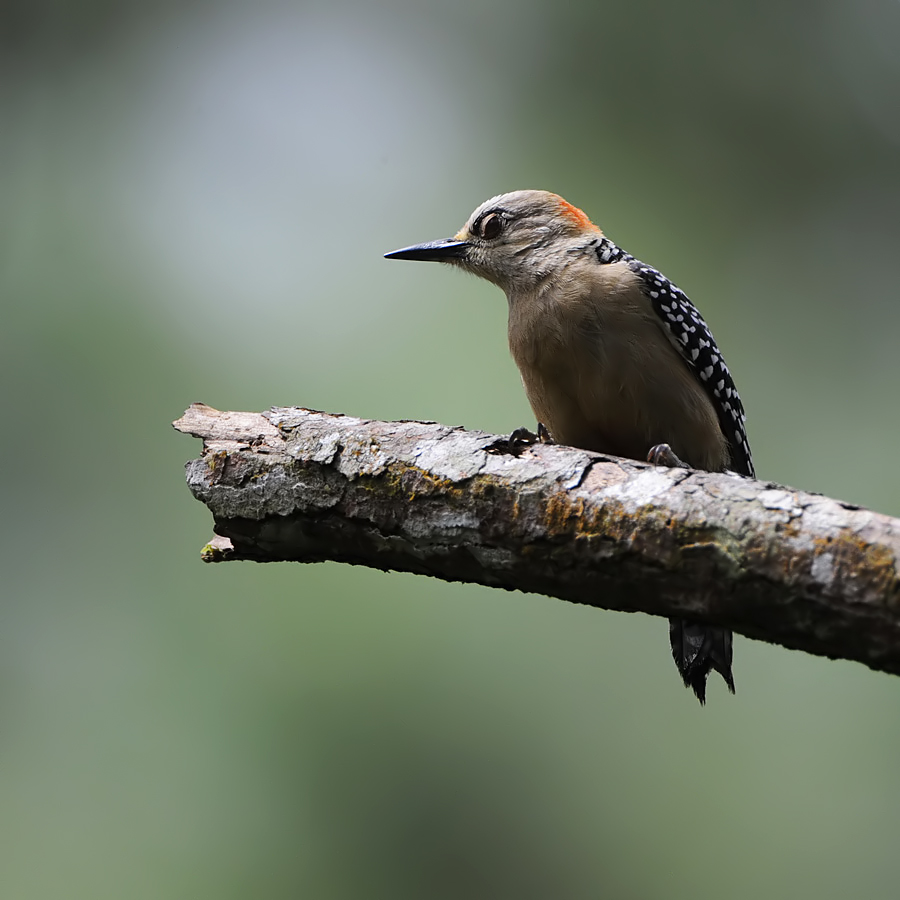 Red-crowned Woodpecker (Roodkruinspecht)