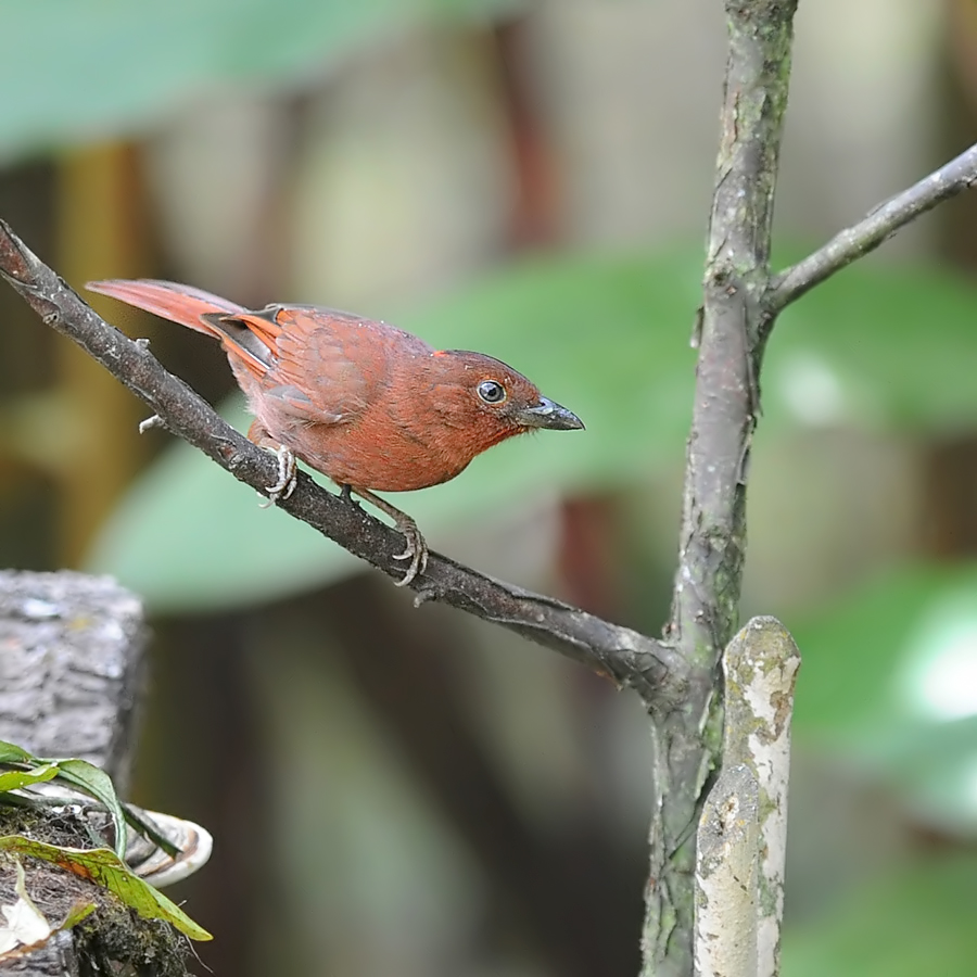 Red-crowned Ant-tanager (Rode Mier-tangare)