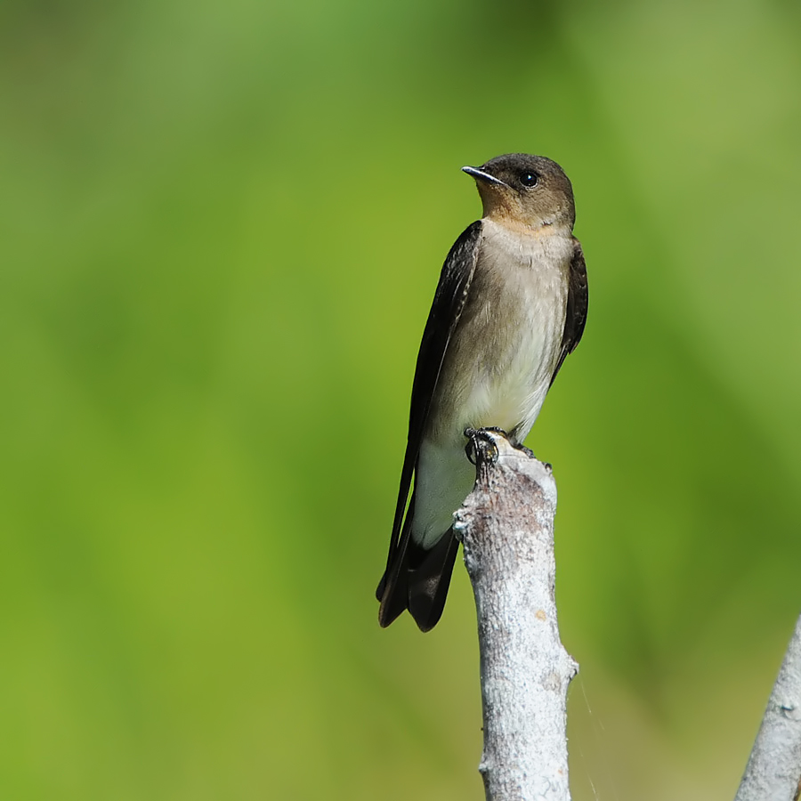 Southern Rough-winged Swallow (Zuid-amarikaanse Ruwvleugelzwaluw)