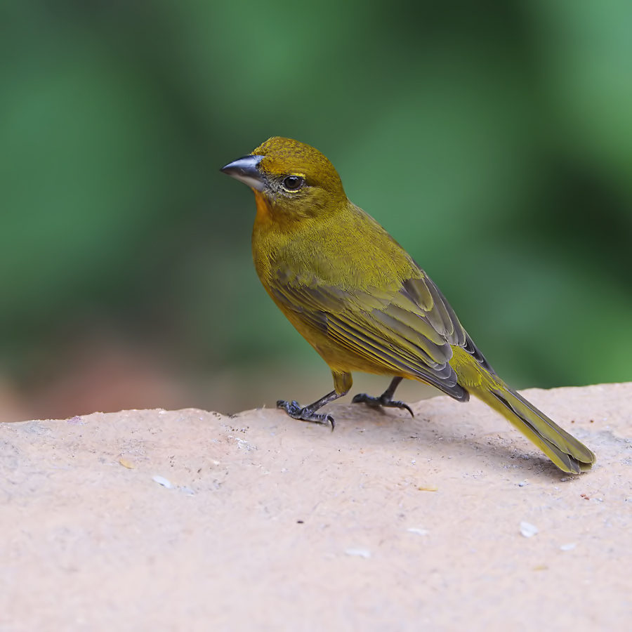 Yellow-faced Grasquit (Grote Cuba-vink)