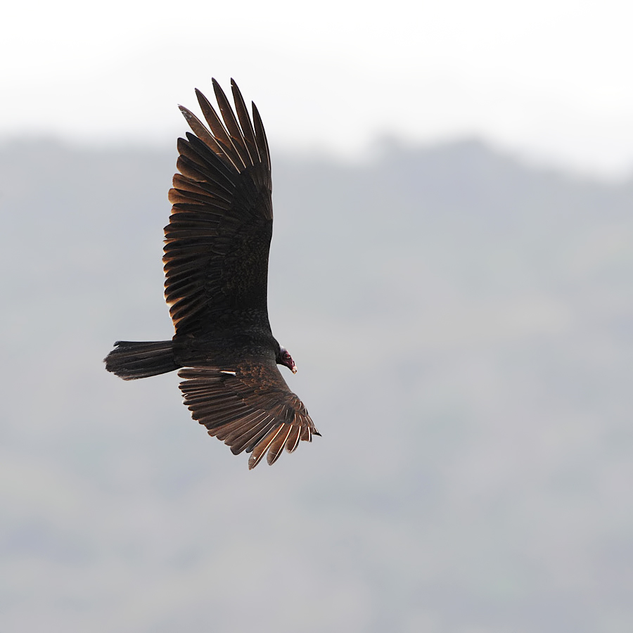 Turkey Vulture (kalkoengier)