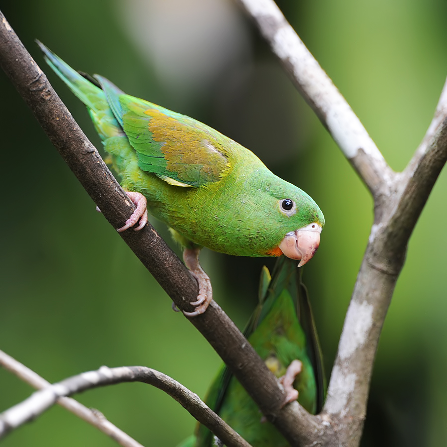 Orange-chinned parakeet (Tovi-parkiet)
