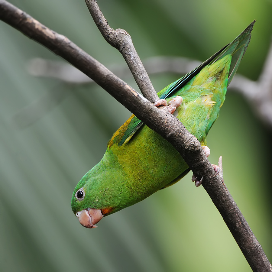 Orange-chinned parakeet (Tovi-parkiet)