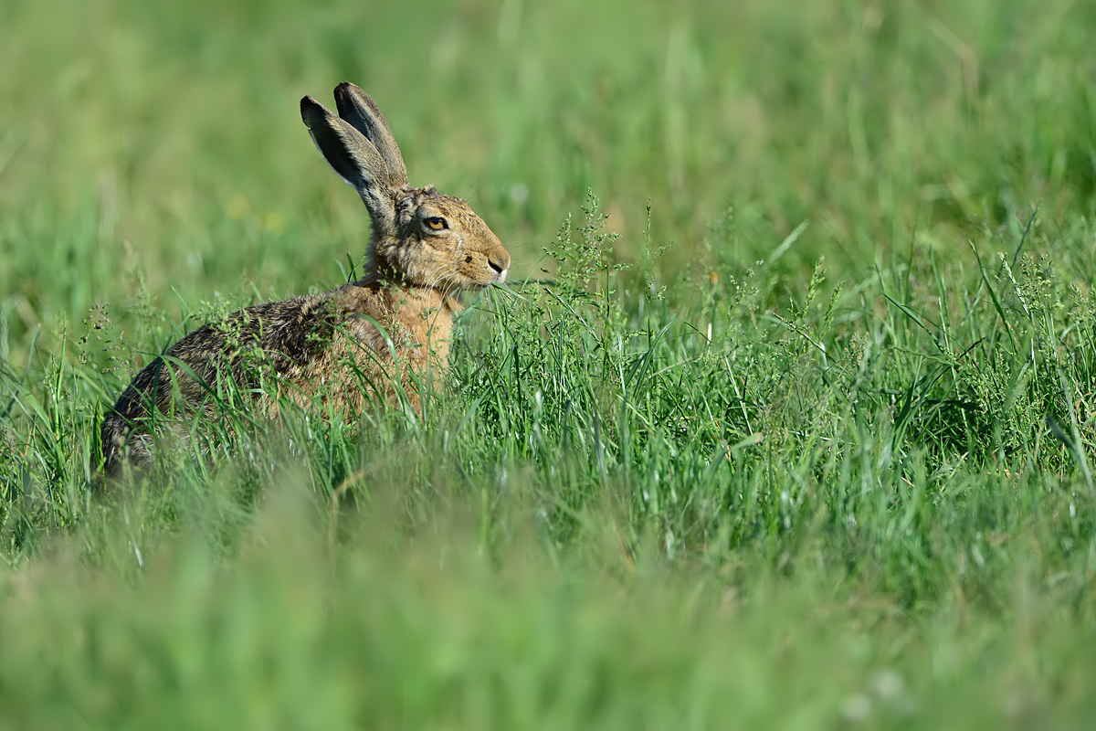 Hare (Haas)